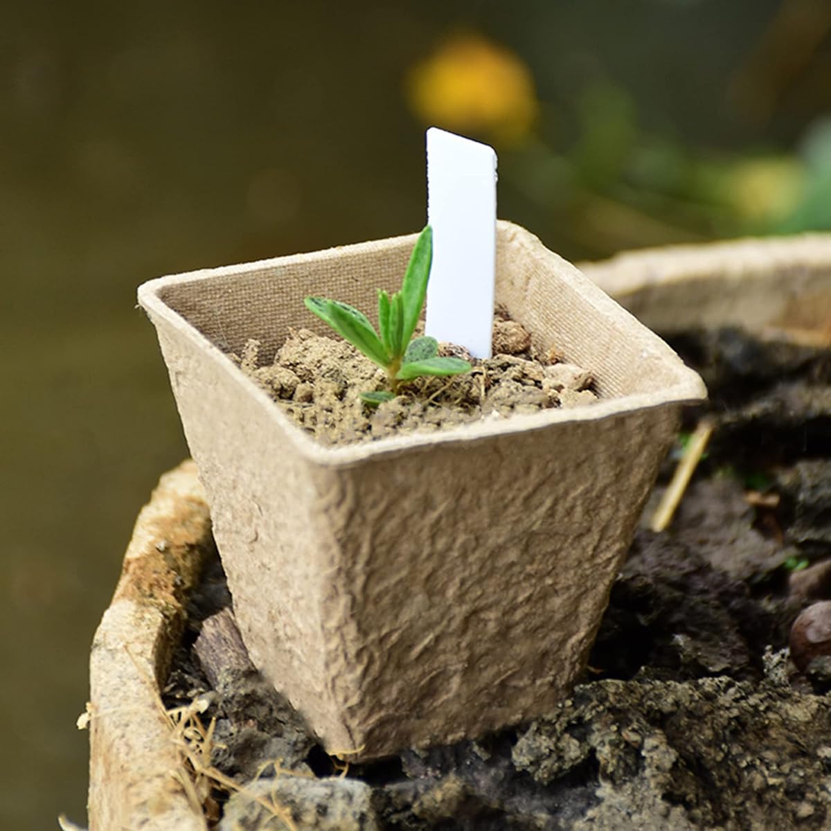 winemana Seed Starter Peat Pots,Biodegradable with Humidity Dome and Labels For Plant Nursery, Seedlings Planting For Indoor Outdoor Garden (Square)36 Set - detail image 4