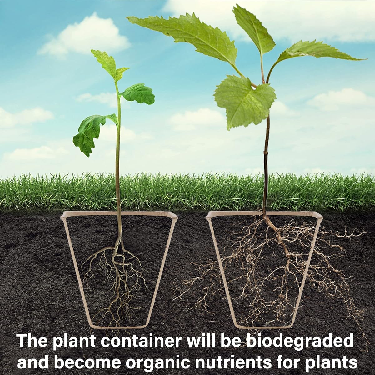 winemana Seed Starter Peat Pots,Biodegradable with Humidity Dome and Labels For Plant Nursery, Seedlings Planting For Indoor Outdoor Garden (Square)36 Set - detail image 3
