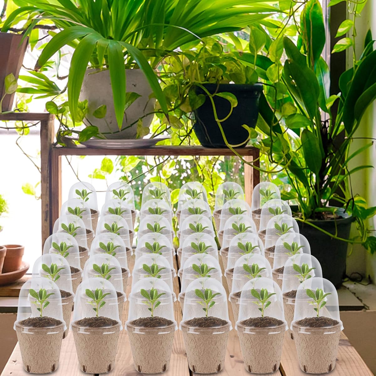 winemana 36 Set Plant Nursery Pots with Humidity Dome, Seed Starter Biodegradable Peat Pots, Seedlings Planting Pots with Labels for Indoor Outdoor Garden - detail image 6