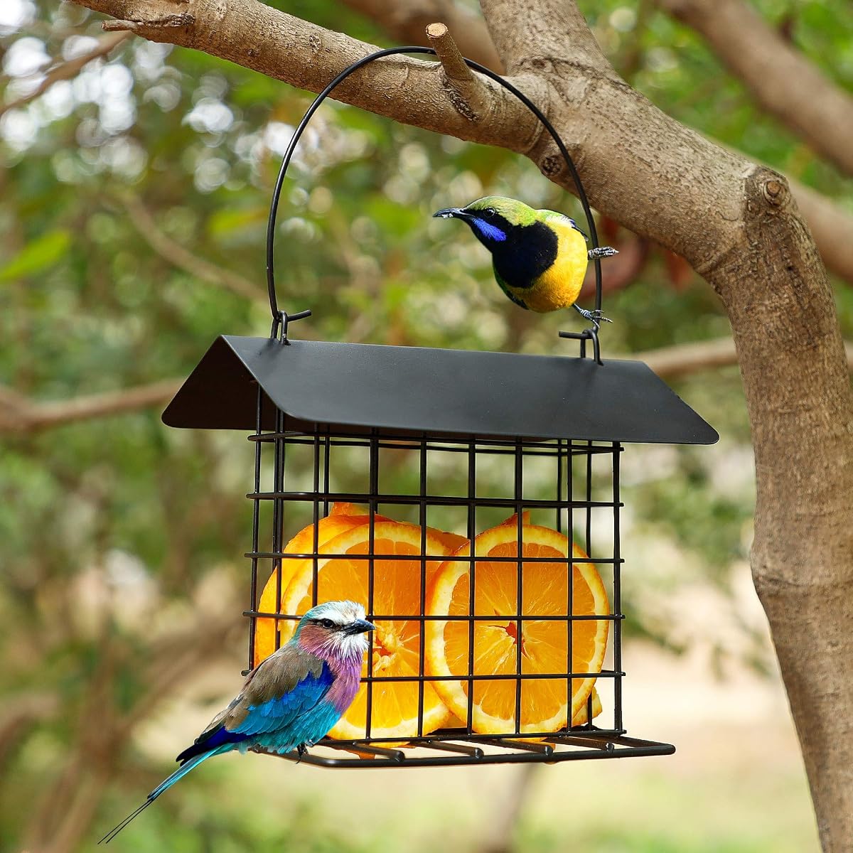 winemana Suet Feeder for Outside Hanging, Metal Suet Cake Holder Squirrel Proof, Weatherproof Bird Feeders for Wild Birds Woodpecker, Single Suet Cage for Outdoor Garden - imagem de detalhe 5