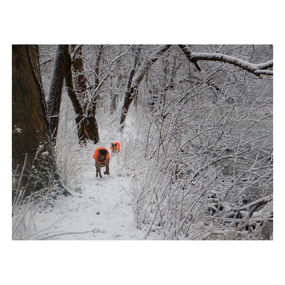 Maggift Dog Reflective Vest,Pet Safety Vest Orange (L) - imagen de detalle 3