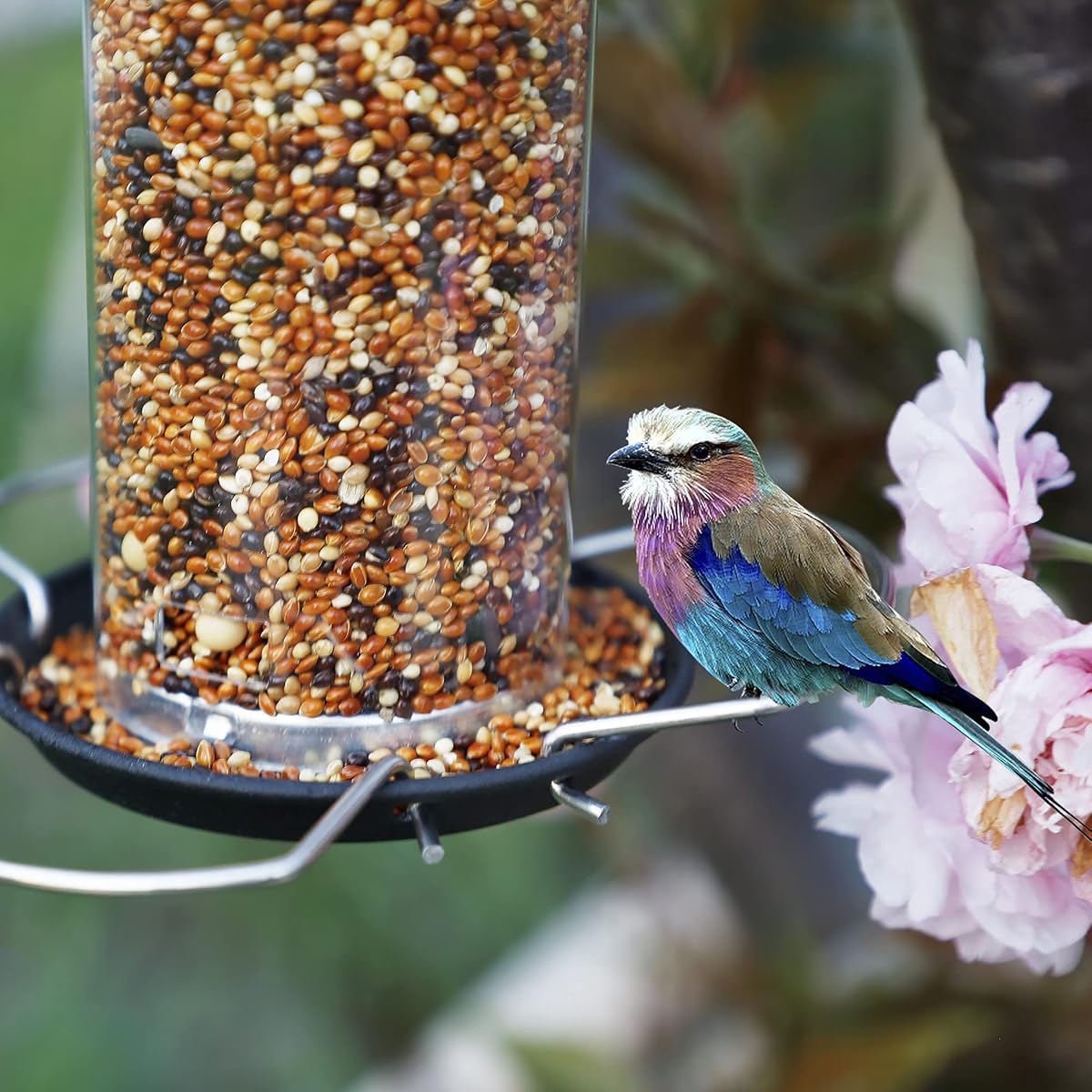 winemana Bird Feeders for Outside Hanging, Bird Seed Feeder for Wild Birds, Squirrel-Proof, Black Bird Feeder for Yard Garden Outdoor - 细节图 4
