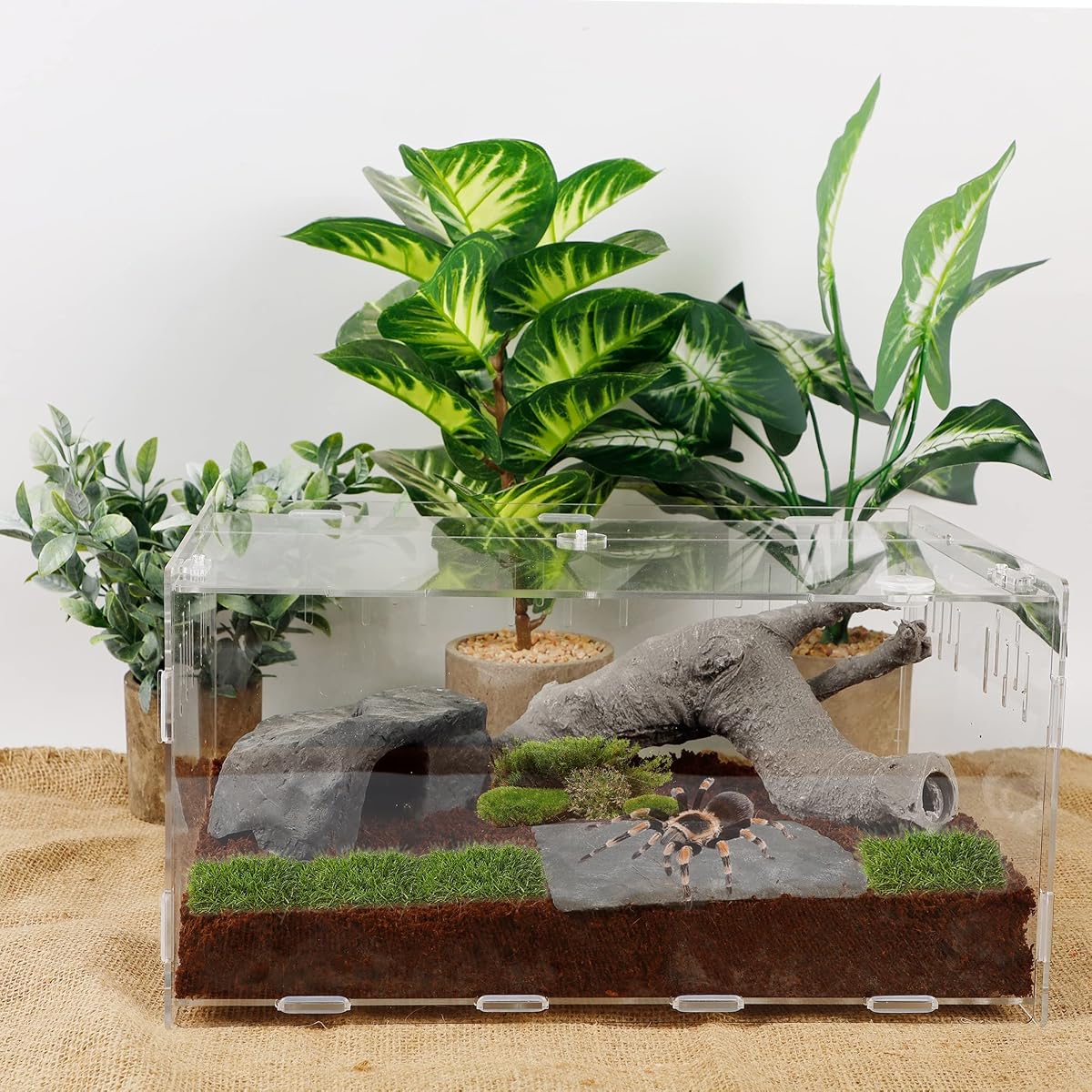winemana Reptile Terrarium, Tarantula Enclosure, 16" x 11" x 6" Acrylic Large Feeding Tarantula Habitat Box for Small Animals Insect Home Office - imagem de detalhe 4