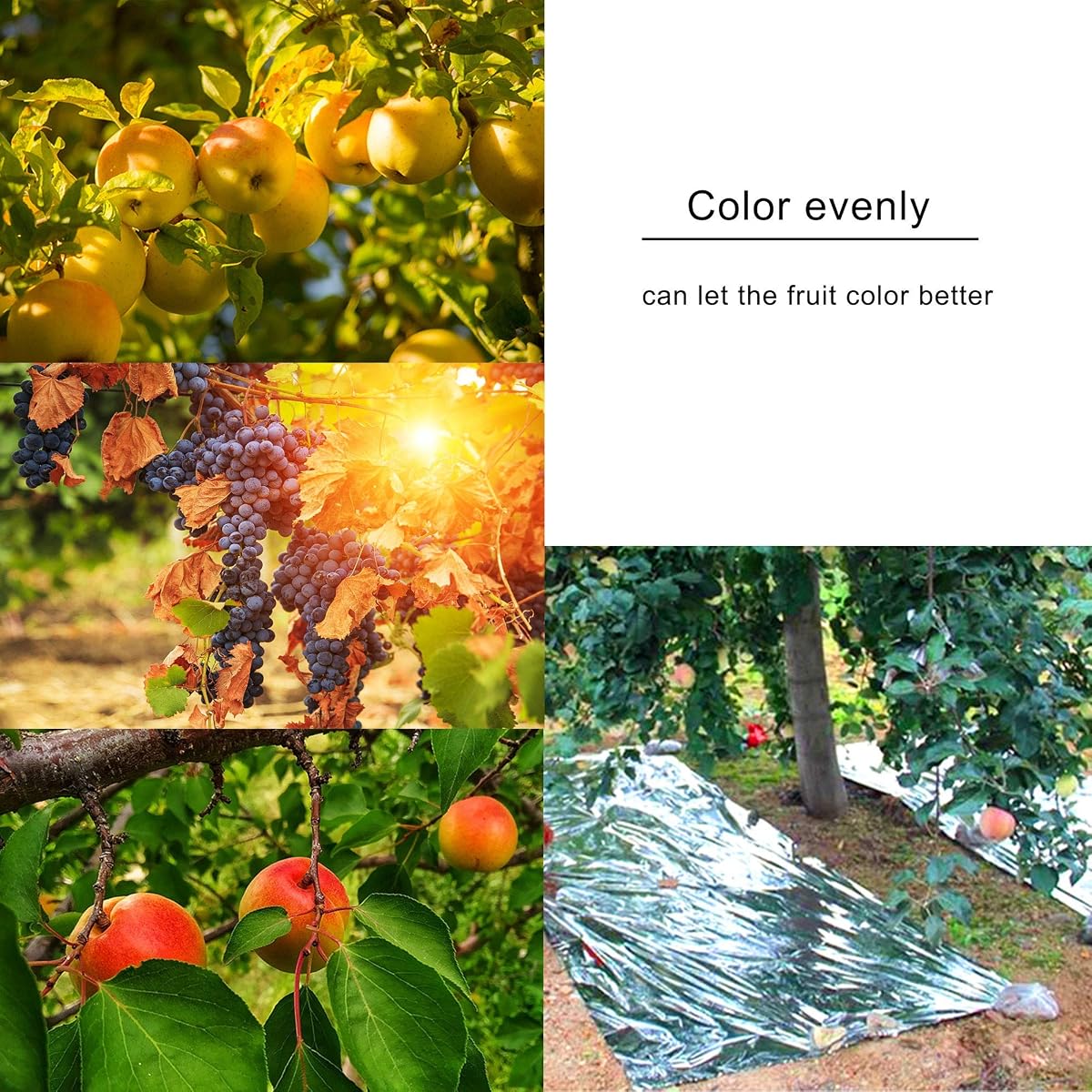 winemana 6 Pack Large High Silver Reflective Mylar Film, 83x 63 in, High Reflectivity, Keep Warm, 100% Environmentally Safe, Perfect for Plant Growth, First Aid, Marathon, Camping, Outdoor Survival - imagen de detalle 5
