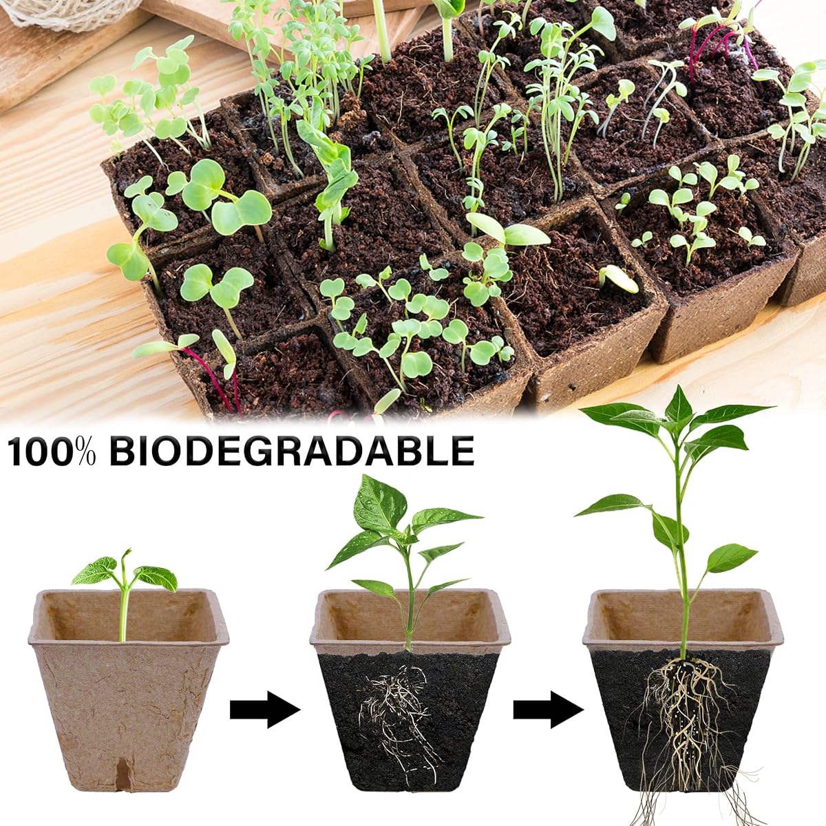 winemana 100 Pack 2.4" Seed Starter Tray Kit, Biodegradable Peat Pots for Seedling with 100 Plant Labels, Plant Garden Germination Tray for Flower Vegetables Succulents - detail image 3